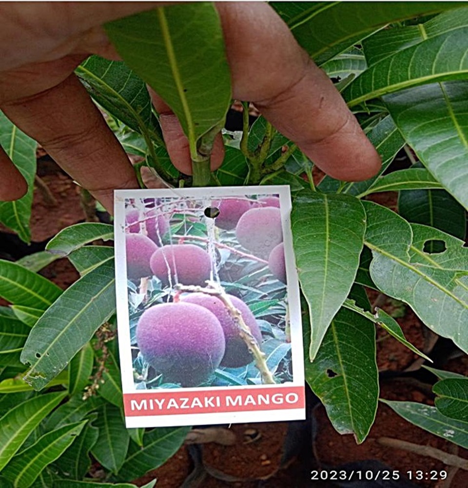 Mannuthy Farms