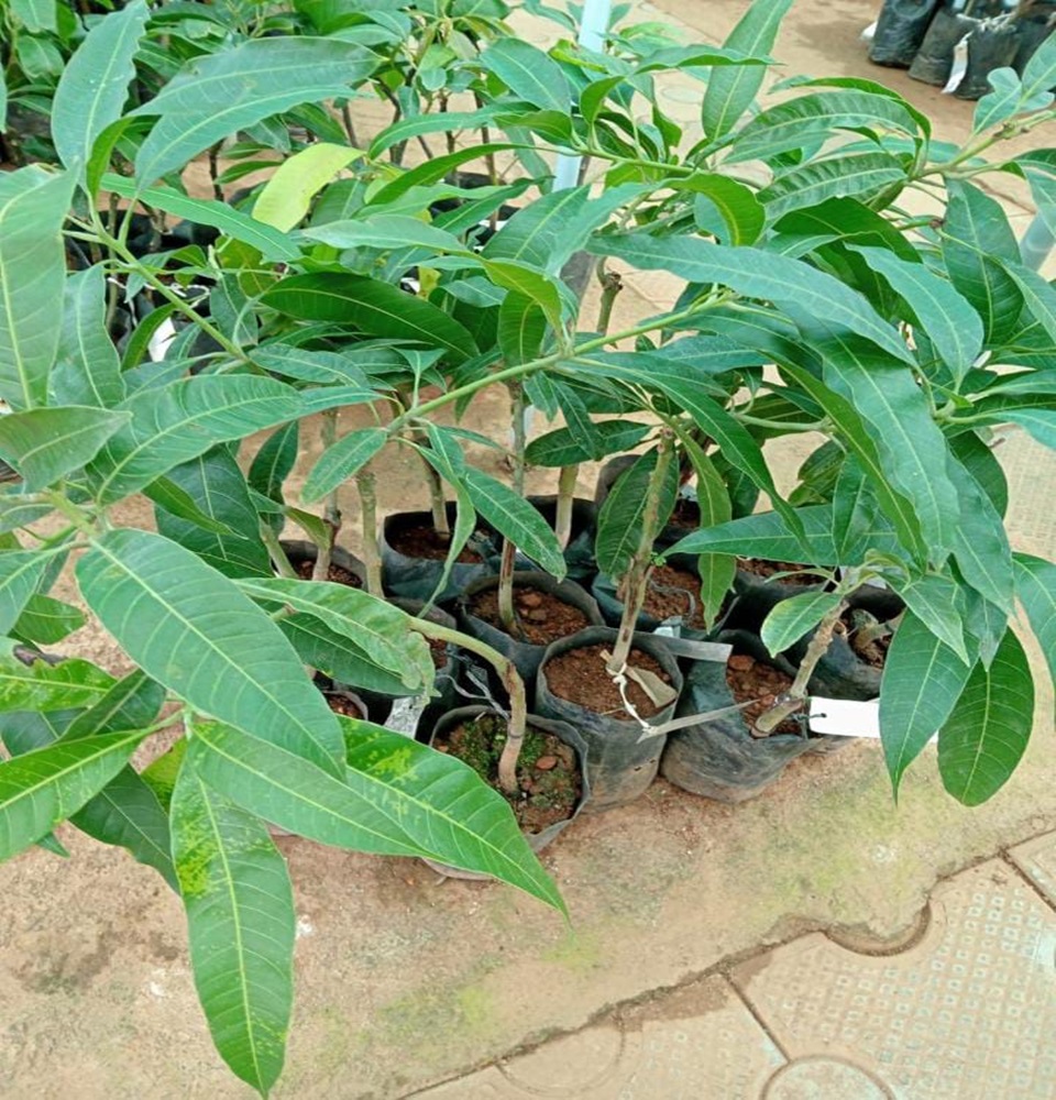 Mannuthy Farms