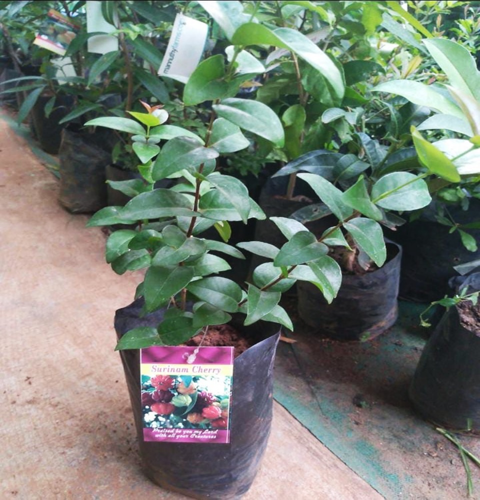 Mannuthy Farms
