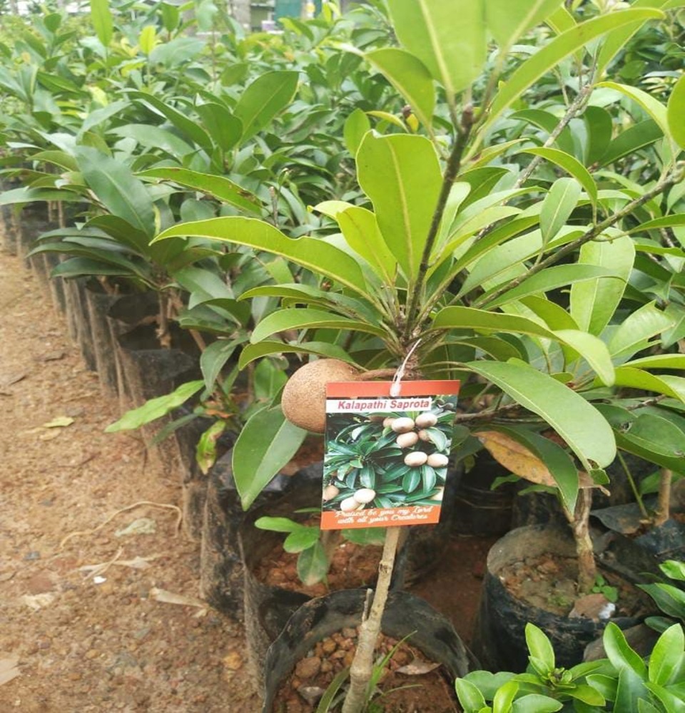Mannuthy Farms