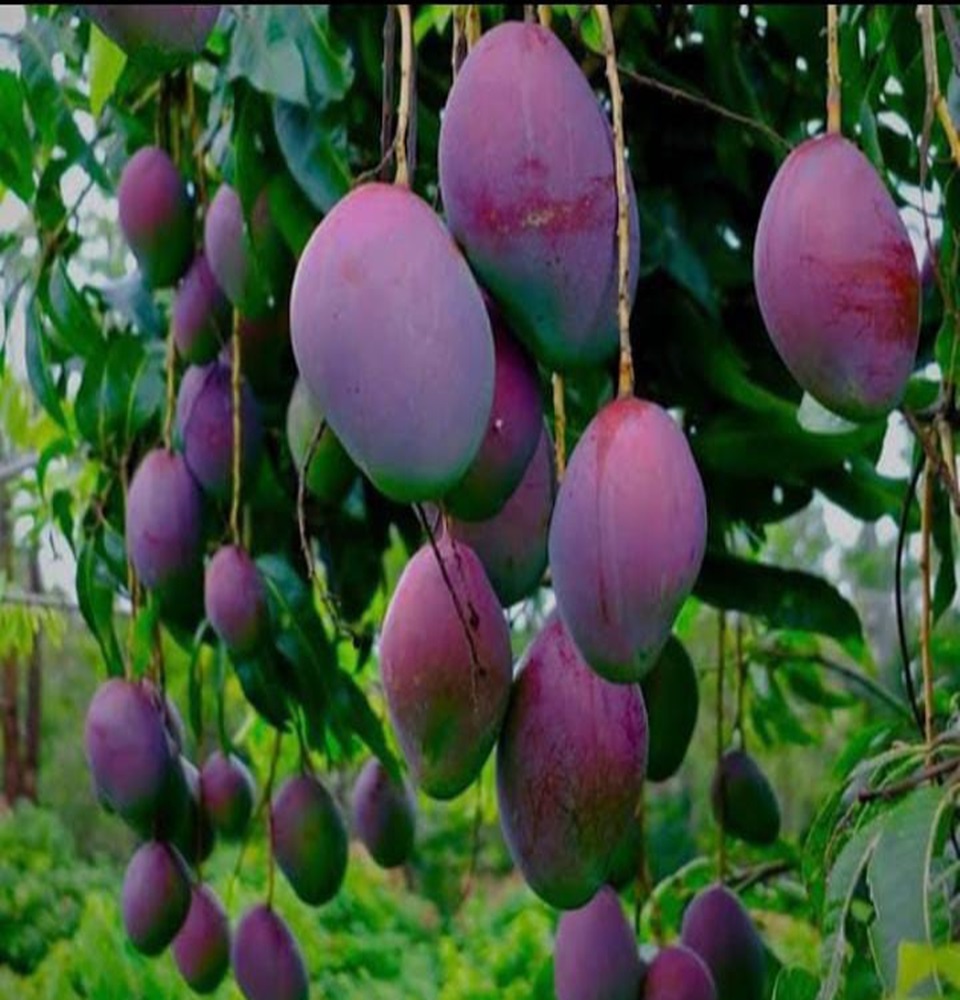 Mannuthy Farms