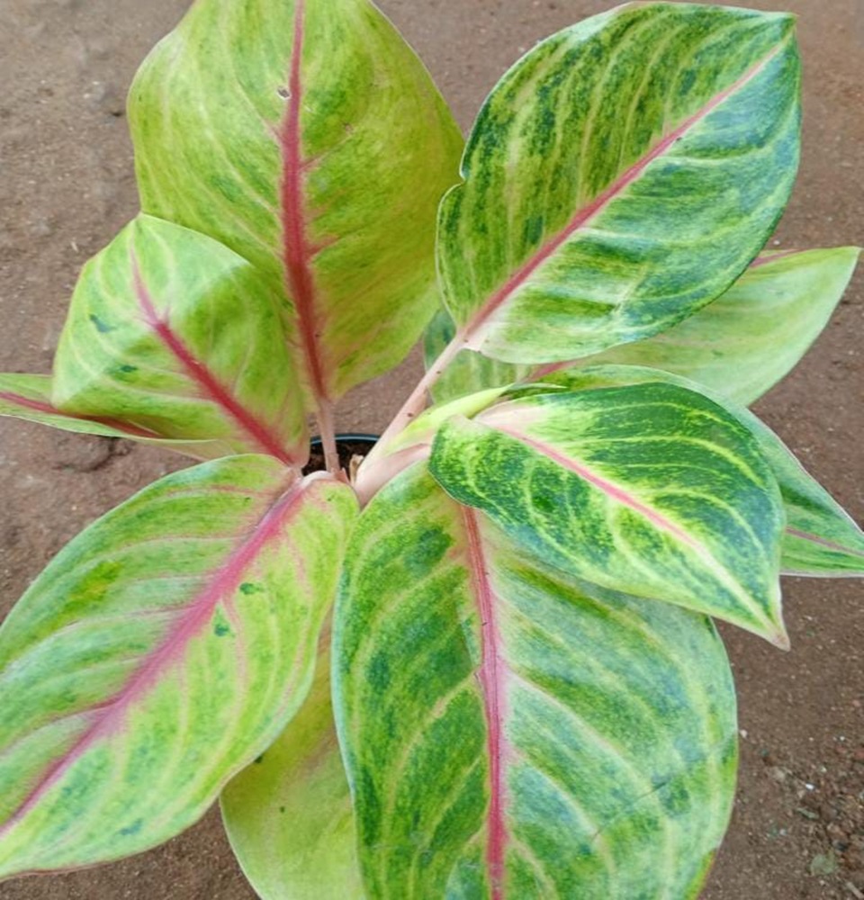 Mannuthy Farms