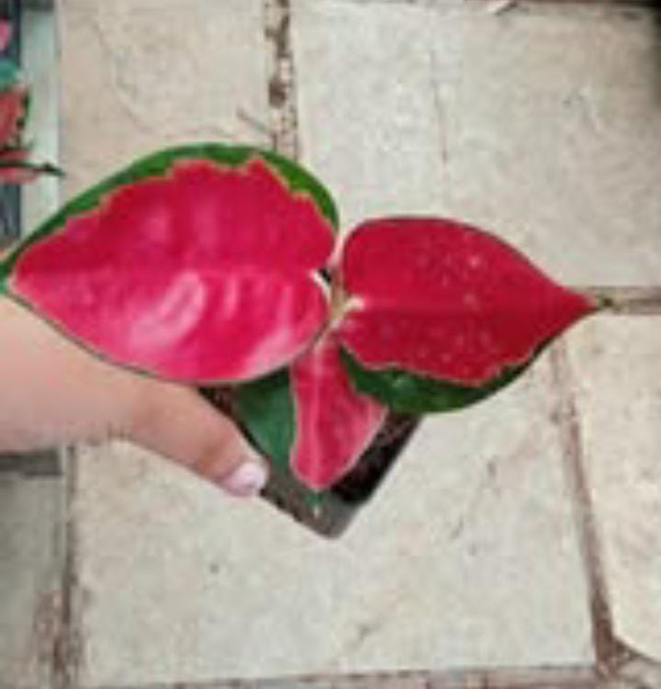 Mannuthy Farms